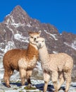 Llama or lama, two lamas on pastureland