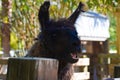 Smiling Black llama in the farm