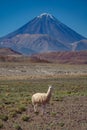 Llama and Licancabur volcano peak in Atacama
