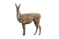 Llama Royalty Free Stock Photo