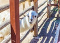 Llama looking through beam fence Varna Zoo Bulgaria Royalty Free Stock Photo