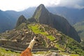 Llama looking at Machu Picchu, Peru Royalty Free Stock Photo