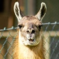 Llama looking nosy Royalty Free Stock Photo