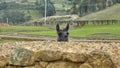 Llama looking over a wall at Ingapirca Royalty Free Stock Photo