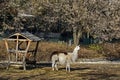 Llama looking straight away in farmyard Royalty Free Stock Photo