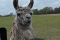 Llama looking at us Royalty Free Stock Photo