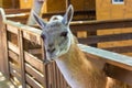 The llama looks into the camera Royalty Free Stock Photo
