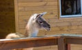 The llama looks into the camera Royalty Free Stock Photo