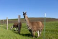 Llama looks at camera. Royalty Free Stock Photo