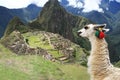 Llama at Lost City of Machu Picchu - Peru Royalty Free Stock Photo