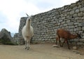 Llama at Lost City of Machu Picchu, Peru Royalty Free Stock Photo