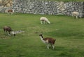 Llama at Lost City of Machu Picchu, Peru Royalty Free Stock Photo