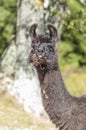 Llama at lunch Royalty Free Stock Photo