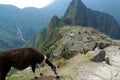 Llama and Machu Picchu Royalty Free Stock Photo