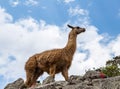 Llama at Machu Picchu, Cusco, Peru, South America. A UNESCO World Heritage Site Royalty Free Stock Photo