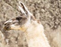 Llama at Machu Picchu, Cusco, Peru, South America. A UNESCO World Heritage Site Royalty Free Stock Photo