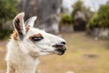 Llama at Machu Picchu, Cusco, Peru, South America. A UNESCO World Heritage Site Royalty Free Stock Photo