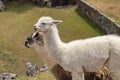 Llama at Machu Picchu, Cusco, Peru, South America. A UNESCO World Heritage Site Royalty Free Stock Photo