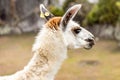 Llama at Machu Picchu, Cusco, Peru, South America. Royalty Free Stock Photo