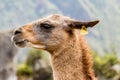 Llama at Machu Picchu, Cusco, Peru, South America. Royalty Free Stock Photo