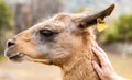 Llama at Machu Picchu, Cusco, Peru, South America. Royalty Free Stock Photo