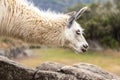 Llama at Machu Picchu, Cusco, Peru, South America. Royalty Free Stock Photo