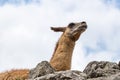 Llama at Machu Picchu, Cusco, Peru, South America. Royalty Free Stock Photo