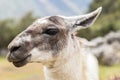 Llama at Machu Picchu, Cusco, Peru, South America. Royalty Free Stock Photo