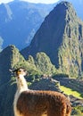 Llama at Machu Picchu Royalty Free Stock Photo