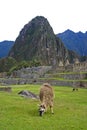 Llama at Machu Picchu, Peru Royalty Free Stock Photo