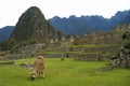 Llama at Machu Picchu, Peru Royalty Free Stock Photo