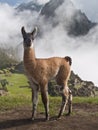 Llama at Machu Picchu (Peru) Royalty Free Stock Photo