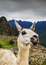 Llama in Machu Picchu , Peru