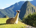 Llama at Machu Picchu Royalty Free Stock Photo