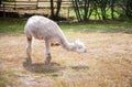 Llama on the meadow