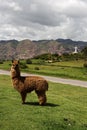 Llama near the statue of White Christ in Cusco, Peru Royalty Free Stock Photo