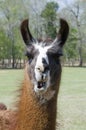 Llama with open mouth Royalty Free Stock Photo
