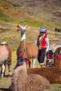 Llama pack in Cordillera Vilcanota, Ausangate, Cusco, Peru