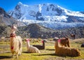 Llama pack in Cordillera Vilcanota, Ausangate, Cusco, Peru Royalty Free Stock Photo