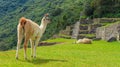 Llama Panorama, Machu Picchu, Cusco, Peru