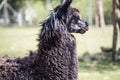 Llama on pasture