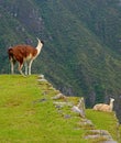 Llama peeing freely on the agricultural terrace of Machu Picchu Inca Citadel, Cusco, Peru Royalty Free Stock Photo