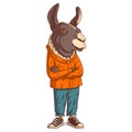 A Llama Person, isolated vector illustration. Cartoon picture of a casually dressed guy with his arms crossed. Drawn animal