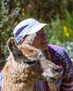 Llama in Peru