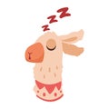 llama perubian sleeping