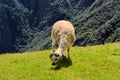 Llama in the Peruvian Andes mountains Royalty Free Stock Photo