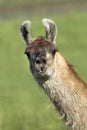 Llama portrait. Royalty Free Stock Photo