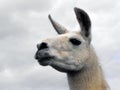 Llama portrait against cloudy sky