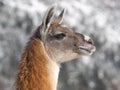 Llama portrait on a snow