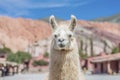 Llama in Purmamarca, Jujuy, Argentina. Royalty Free Stock Photo